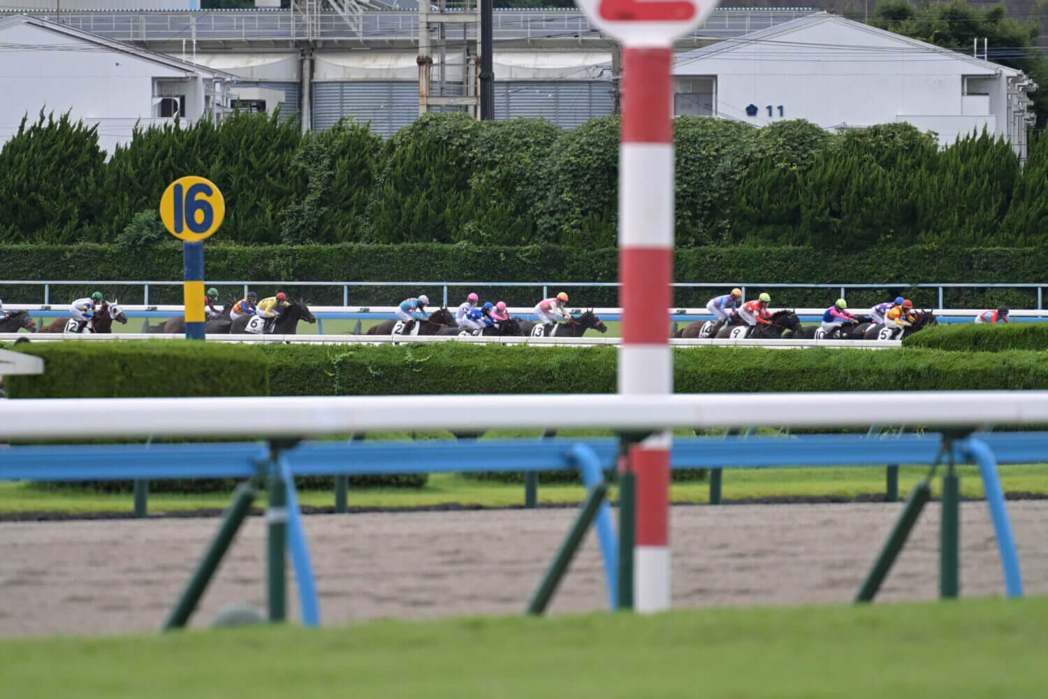 レイナドラーダ 2024年7月21日未勝利戦レース写真