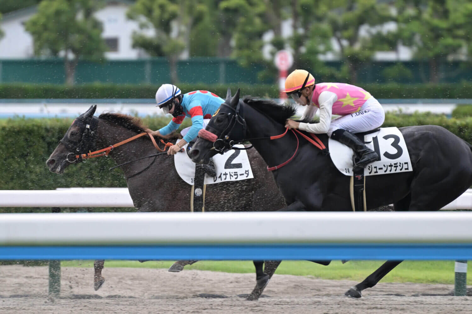 レイナドラーダ 2024年7月21日未勝利戦レース写真